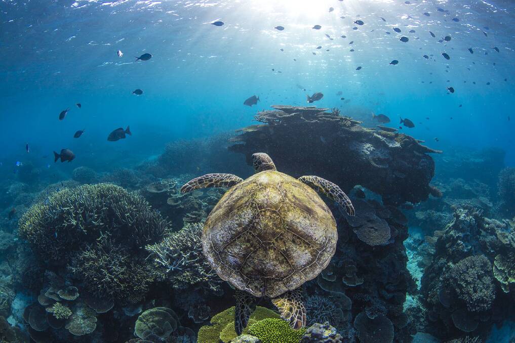 Jordan spent a week capturing the stunning Great Barrier Reef. Photo: Jordan Robins
