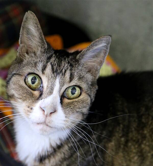GRAND OLD LADY: Is there someone out there who can give Kitty the home she deserves?
