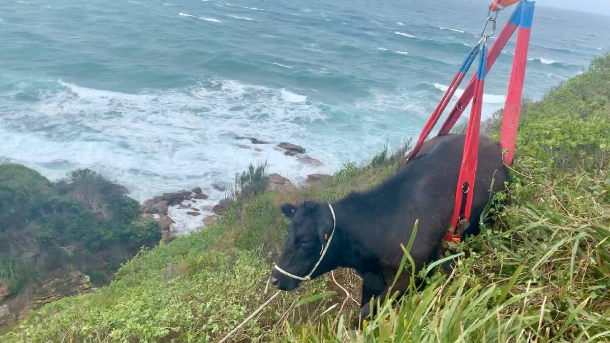 BIG ADVENTURE: SES and RFS volunteers winched Betsy 2.5 metres up a cliff after the clumsy cow took a tumble. Photo: Kiama SES Unit.