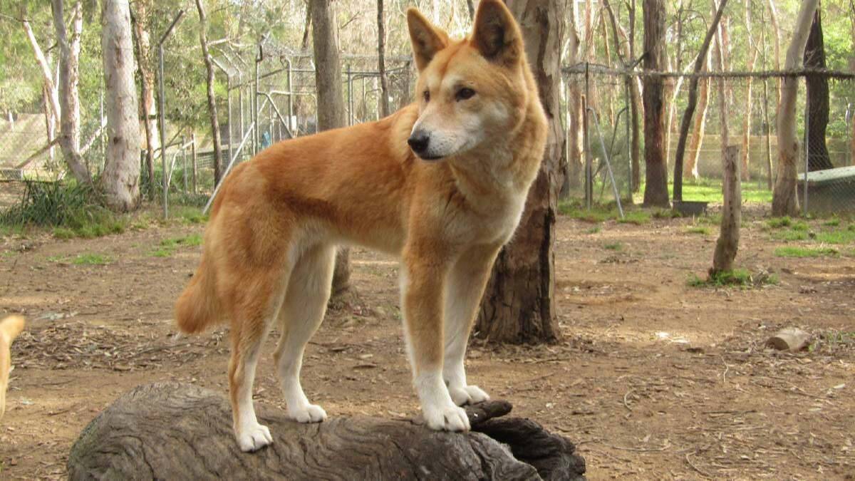 A dingo at a special reserve in Bargo.