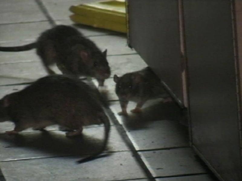 Rat upheaval is common during natural disasters such as hurricanes, the CDC says.