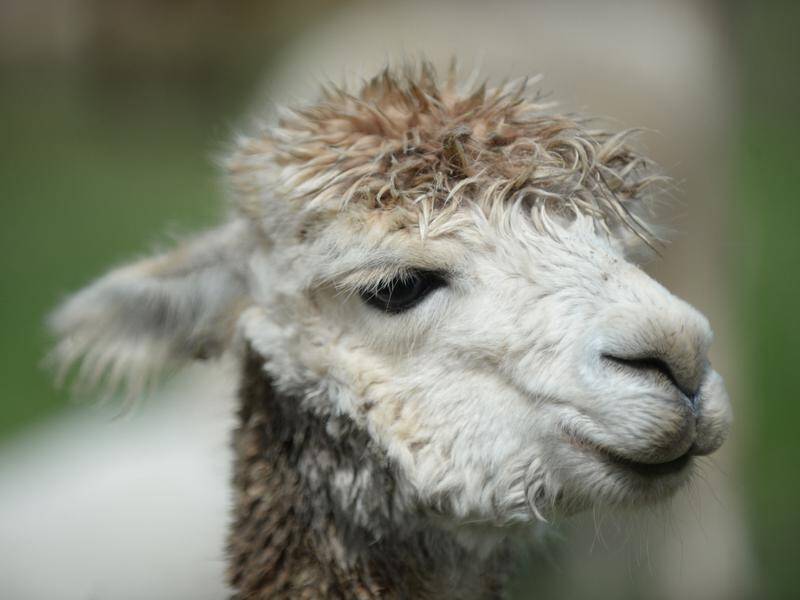 Australian scientists hope research into alpacas will help them develop a treatment for COVID-19.