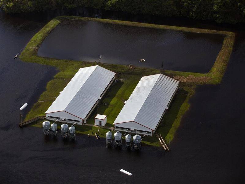 Flood waters from Hurricane Florence surround two hog houses and its lagoon in North Carolina.