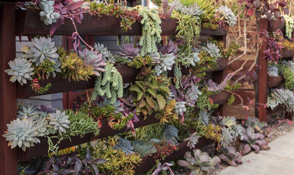 MOVING UP: A vertical garden is ideal for a small outdoor space.