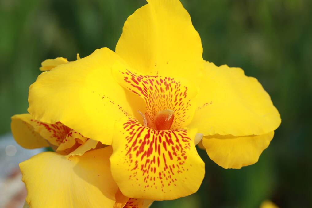 TROPICS: Canna lilies are a fun option for your garden, creating a tropical vibe.