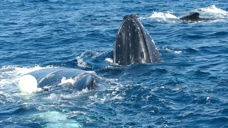 A man in a boat has rescued a whale calf trapped in nets off the Gold Coast.