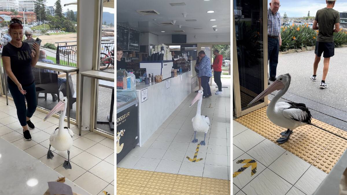 A pelican has become a regular visitor inside Levendi cafe at Wollongong Harbour during March 2024. Picture by Chris Yates, supplied