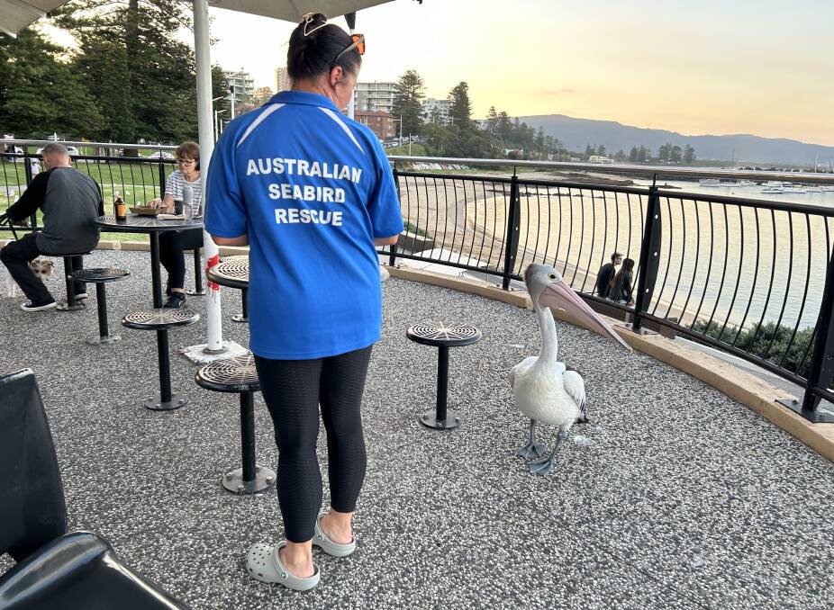 Australian Seabird and Turtle Rescue volunteer Sadie with the pelican at Levendi at Wollongong Harbour on Tuesday, March 26, 2024. Pictures by Nadine Morton, supplied